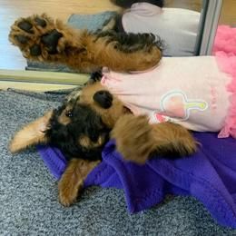Airedale Terrier Puppies from Mystic’s Airedale Acres