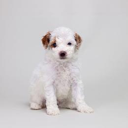 Parti Girl 2 AKC - Parti female Poodle puppy in Miami, Florida from JF Kennels Miniature & Toy Poodles