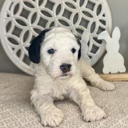 Girl 1 - Black and white female Bernedoodle puppy in Russiaville, Indiana from Pleasant Creek Minibernedoodles