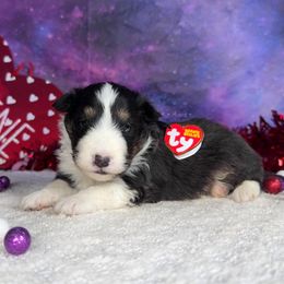Rye - Shetland Sheepdog puppy from Asgard Shetland Sheepdogs