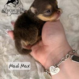 Pomeranian Puppies from Treasured Jewels Pomeranians