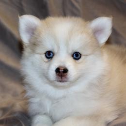Sable - Merle female Pomsky puppy in Uintah County, Utah from Bingo's Wolfhounds, Lollipop Pomskies