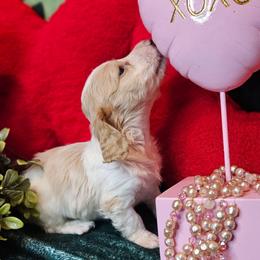 Paidrig - Cream male Dachshund puppy in Pocasset, Massachusetts from Dachs of the Bay