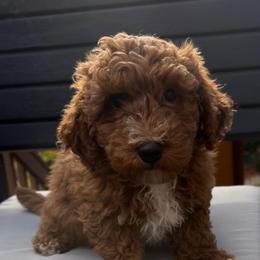 Logan - Red  male Goldendoodle puppy in Loveland, Colorado from Littledoodles2love