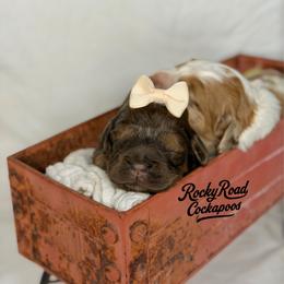 Rosetta - Sable female Cockapoo puppy in Nashville, Arkansas from Rocky Road Puppies