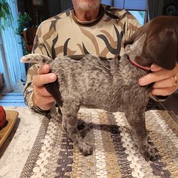Girl 5 - White and liver female German Shorthaired Pointer puppy in Chetek, Wisconsin from Susan's German Shorthaired Pointers