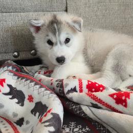 Purple Puppy - Gray and white female Siberian Husky puppy in Lyndonville, Vermont from Powdermist Siberians