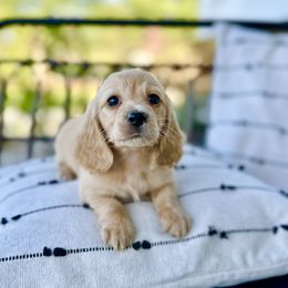 Golden cream girl - Cream Dachshund puppy in Bryan, Ohio from Wysteria Hill Doxies