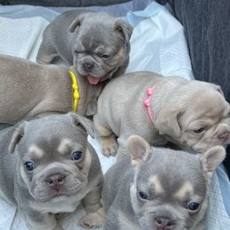 French Bulldogs from Tuff Paws Frenchies