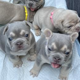 French Bulldogs from Tuff Paws Frenchies