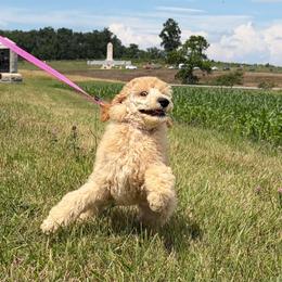 Rodanthe - Apricot female Poodle puppy in Swansboro, North Carolina from Monarch Standard Poodles
