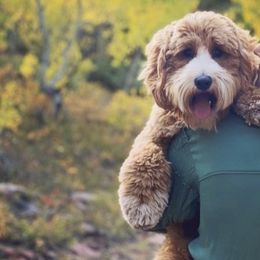 Goldendoodle All Grown Up from Nebo View Paws