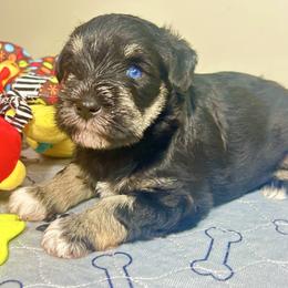 Baby Bella - Salt and pepper female Miniature Schnauzer puppy in Deltona, Florida from LIZ FANCY SCHNAUZERS