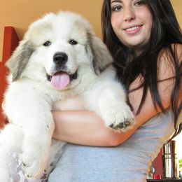 Great Pyrenees Puppies from Prospect Pyrenees