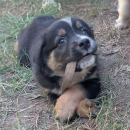 Mackenzie (Mac) - Black tri male Miniature Australian Shepherd puppy in Crockett, Texas from Pleasant Grove Aussies