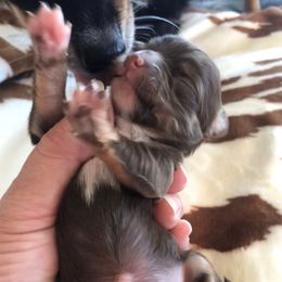 Sophia - Chocolate female Chihuahua puppy in Amelia, Virginia from Pannell’s Precious Pups