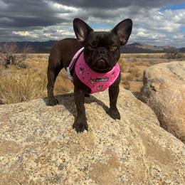 French Bulldog puppies from Furever Friends
