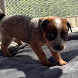 Abel - Red mottled male Australian Cattle Dog puppy in Seneca, Missouri from MO Morningstar Heelers