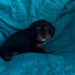 Milo AKC - Black and tan male Cavalier King Charles Spaniel puppy in Fairmount, Indiana from Dream Maker Cavaliers