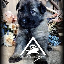 Copper - Sable male German Shepherd puppy in Sequim, Washington from German Shepherd Haus