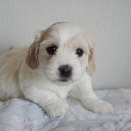 Coton de Tulear Puppies from Buttercup Cotons of Texas