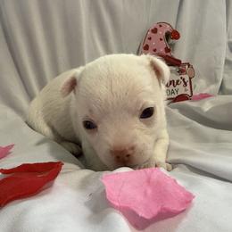 Snowflake - White male Chihuahua puppy in Austin, Indiana from Dog Bones N Harmony