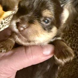 Joy - Chocolate and tan female Yorkshire Terrier puppy in Tangipahoa County, Louisiana from Riche’ Louisiana Yorkies