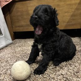 Stefan - Black and tan male Giant Schnauzer puppy in Noblesville, Indiana from Stratton House Kennels
