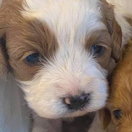 Boomer - Goldendoodle