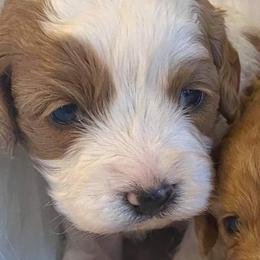 Boomer - Goldendoodle