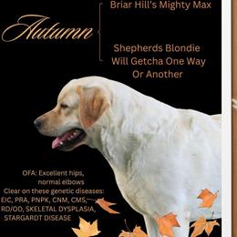 Labrador Retriever puppies from Briar Hill Labradors PA 12145