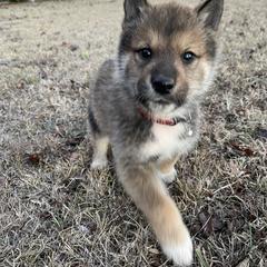 Fuuta-Milgram Boy - Red sesame male Shikoku puppy in Tribbey, Oklahoma from Osaka Ninken Shikoku