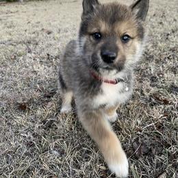 Fuuta-Milgram Boy - Red sesame male Shikoku puppy in Tribbey, Oklahoma from Osaka Ninken Shikoku