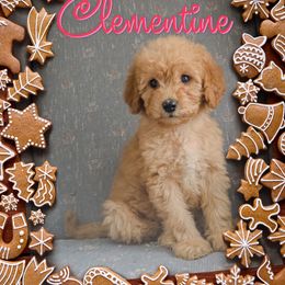 Clementine - Apricot female Goldendoodle puppy in Rochester, New York from Yankee Doodle Doggies