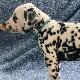 Light Blue collar - Rocket - White and black male Dalmatian puppy in Hagerstown, Maryland from Stagecoach Dalmatians