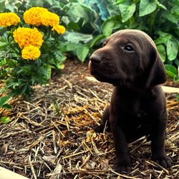 German Shorthaired Pointer Puppies from Justin Anderson
