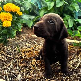 German Shorthaired Pointer Puppies from Justin Anderson