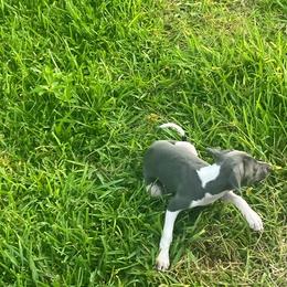 Italian Greyhound Puppies from Fisher Link