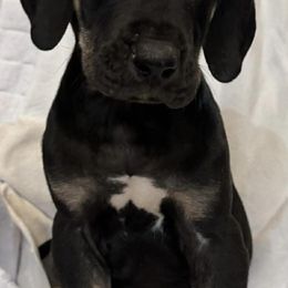 Montgomery - Black male Great Dane puppy in Wellsville, New York from Prophecy Danes