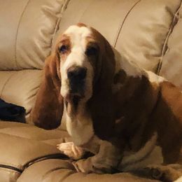 Olaf - Basset Hound