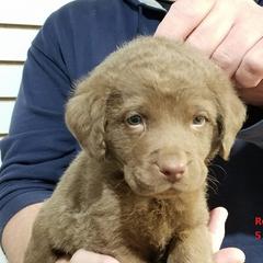 Chesapeake Bay Retriever Puppies from Eska Creek Chesapeakes