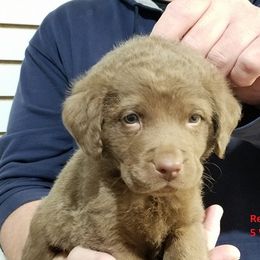 Chesapeake Bay Retriever Puppies from Eska Creek Chesapeakes