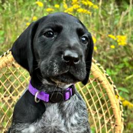 German Shorthaired Pointers from Ambitious Acres Kennels