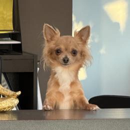 Chihuahuas from Cloudshadow Kennels