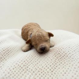 Biscuit - Apricot male Maltipoo puppy in St. George, Utah from Winchester Hills Poodles and Doodles