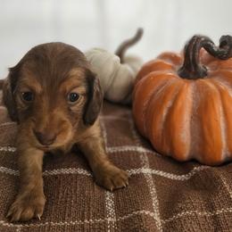 Honor - Chocolate and tan female Dachshund puppy in Loganville, Georgia from Royal Dackel Haus