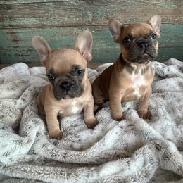 French Bulldog Puppies from Southern Dreams Farm, LLC