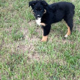 Onix - Black tri-color Australian Shepherd puppy in Mineral Wells, Texas from A6 Australian Shepards