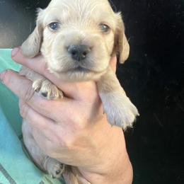 Fabio - Cream male Dachshund puppy in Bigfork, Minnesota from Dachshunds Up North