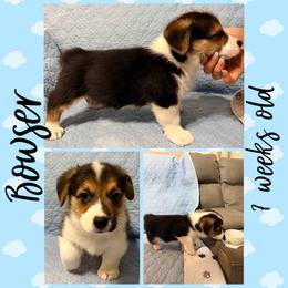 Bowser - Black and tan male Pembroke Welsh Corgi puppy in Dickinson, Texas from Careaga Farms